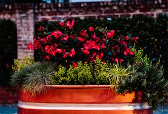 planter with beautiful red flowers